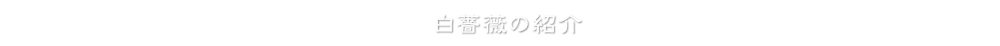 白薔薇の紹介