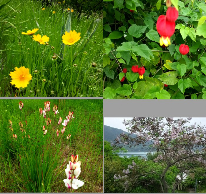 ５月の黄色と桐の花